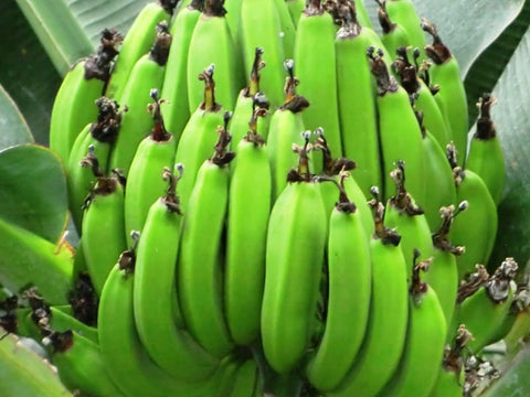 We at Mustard Foods are going bananas for our new plantain product